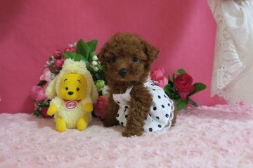 トイプードル(ティーカップ)【鹿児島県・女の子・2018年10月23日・レッド】の写真「ティーカップ予想の女の子」