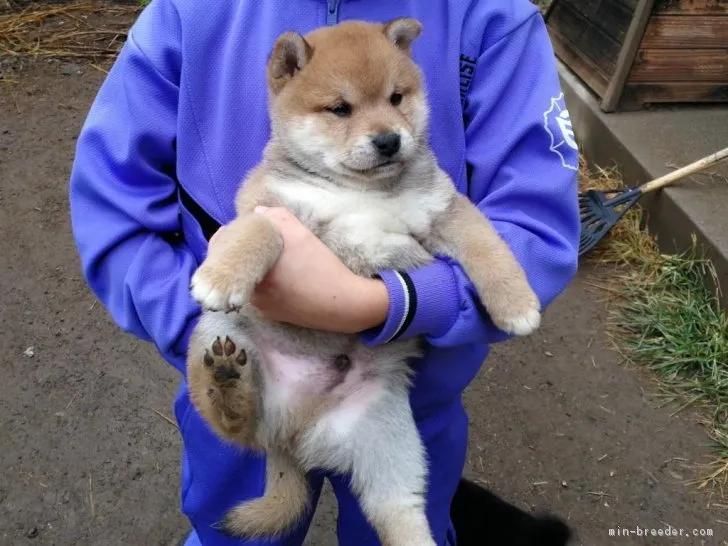 miho3528 様のお迎えした子犬