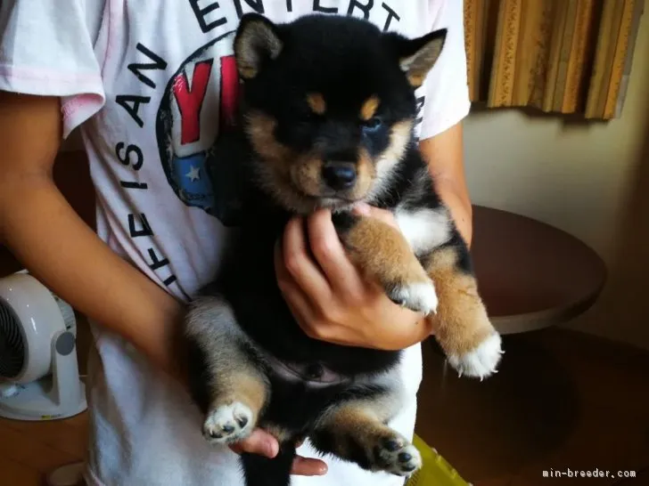 柴っこ 様のお迎えした子犬