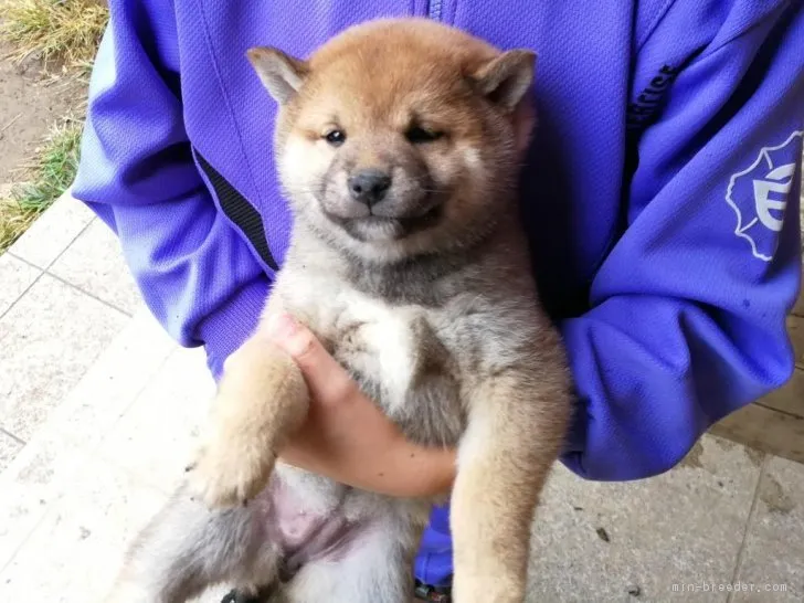 ふーちゃん 様のお迎えした子犬