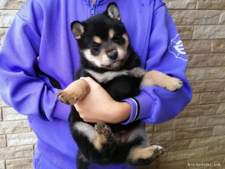 まるこめ 様のお迎えした子犬