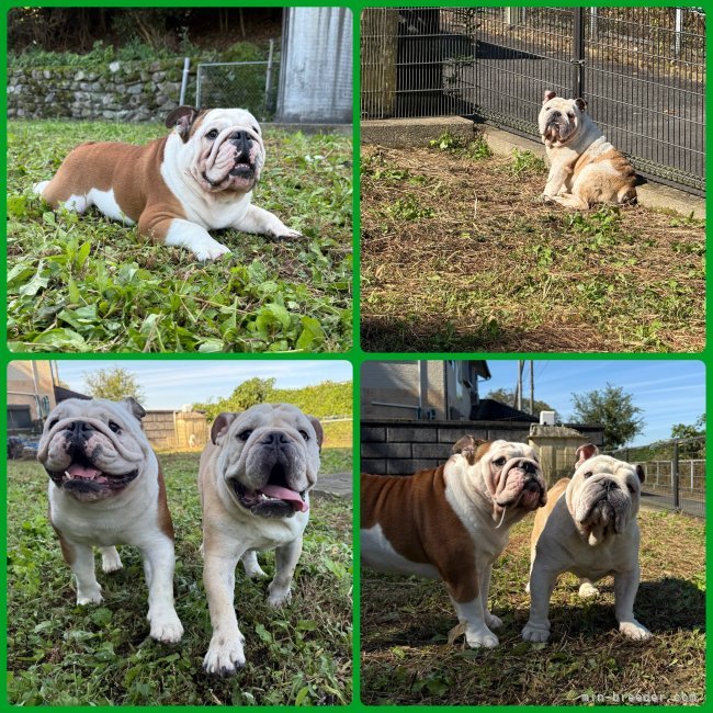 川端美奈ブリーダーのブログ：一緒にあそぼっ！