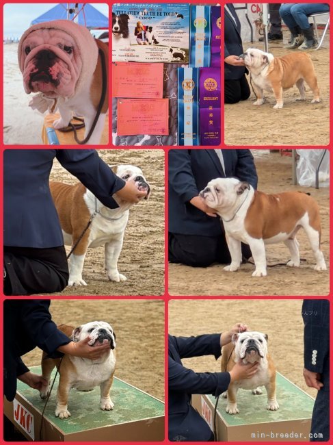 川端美奈ブリーダーのブログ：ドッグショー⭐︎FCI中国インターナショナルドッグショー⭐︎