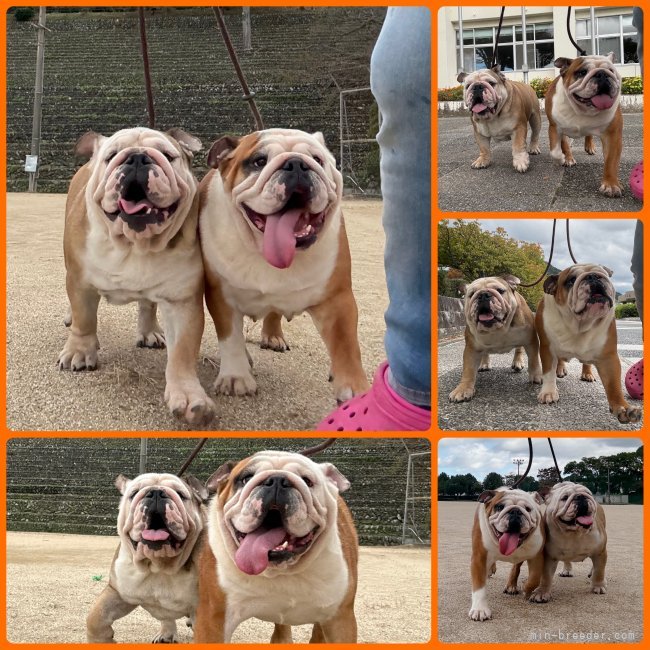 川端美奈ブリーダーのブログ：おっはよ！