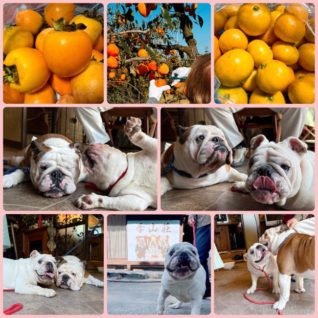 川端美奈ブリーダーのブログ：みかん狩り