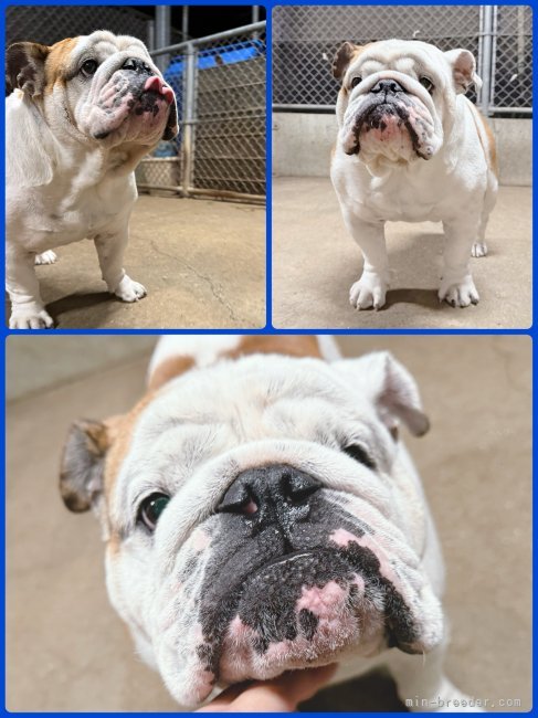 川端美奈ブリーダーのブログ：いらっしゃーい！