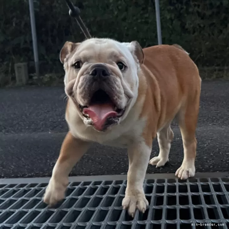 ID:2504-00611の子犬