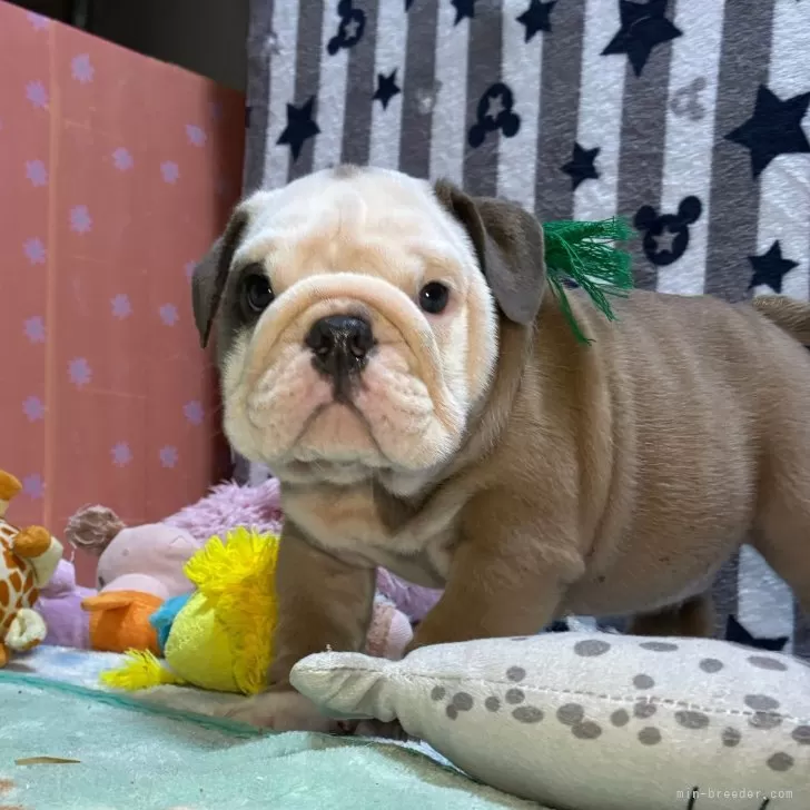 ID:2507-03925の子犬