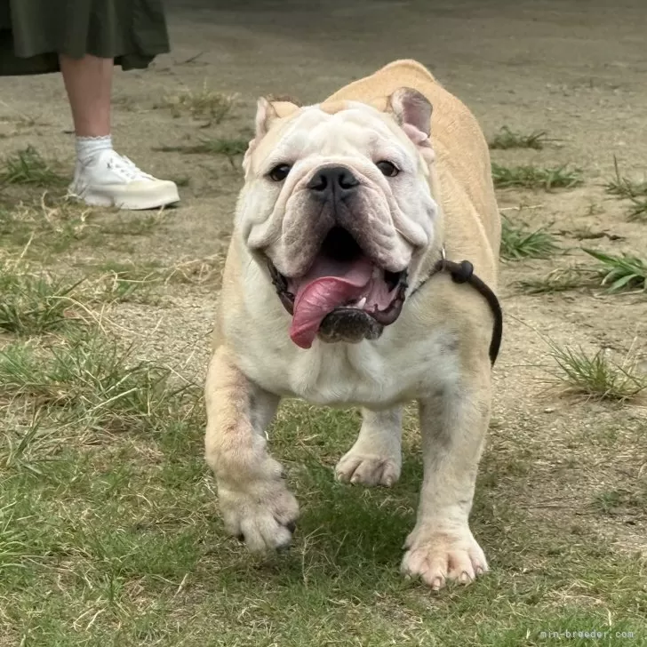 ID：2504-00616の子犬