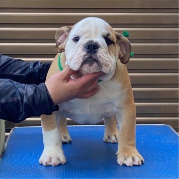 ブルドッグ【愛媛県・男の子・2025年1月21日・レッド&ホワイト】の写真「英国系、ベビーフェイスでがっしり厳つい男の子」