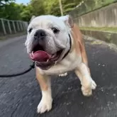 ブルドッグ