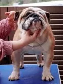 ブルドッグ【愛媛県・男の子・2025年6月2日・フォーン&ホワイト】の写真9「父犬:ハーレー」