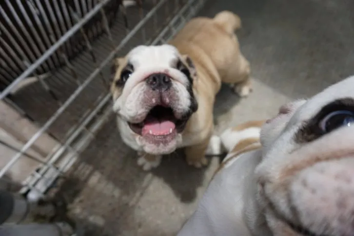 ID：1605-01394の子犬