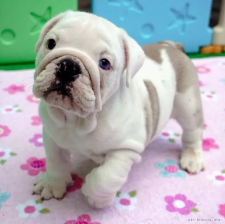 ID：2309-06441の子犬