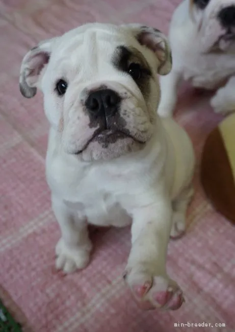 ID:2007-01104の子犬