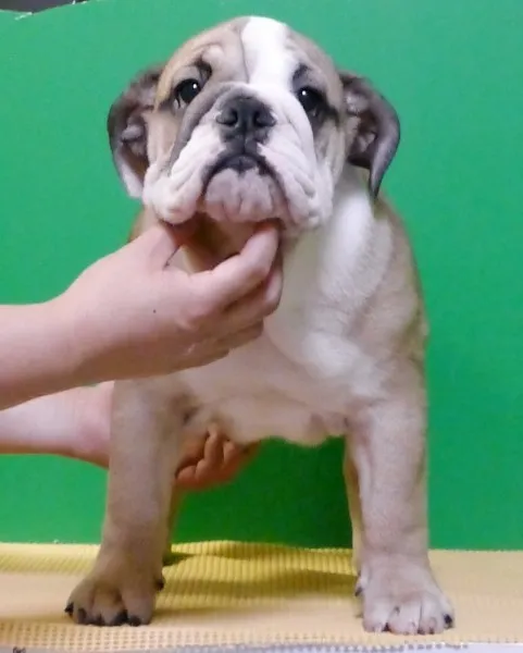 ID：1406-00228の子犬