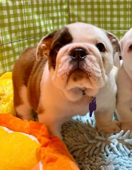 ID：2106-00787の子犬