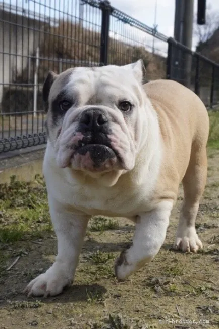 ID:1908-02059の子犬