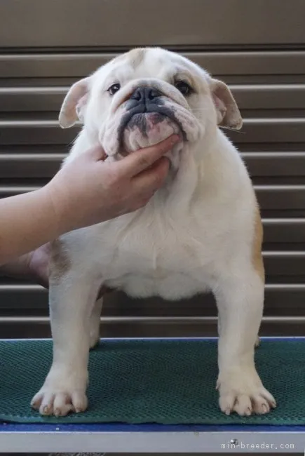 ID：1711-01431の子犬