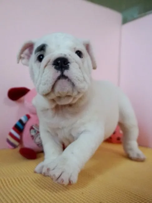 ID:1609-00372の子犬