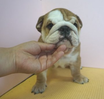 ブルドッグ【愛媛県・男の子・2015年4月25日・レッド&ホワイト】の写真「父譲りのがっしり体型、魅力満載な男の子です！」