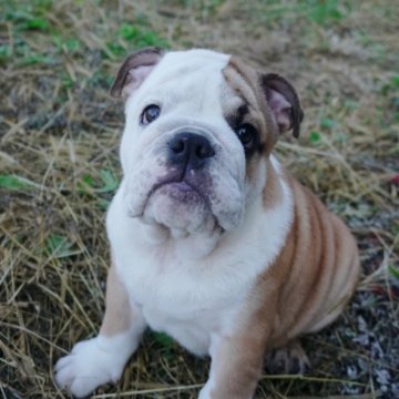 ブルドッグ【愛媛県・男の子・2023年7月8日・レッド&ホワイト】の写真「英国系、キラキラお目目が可愛いcuteな男の子！」