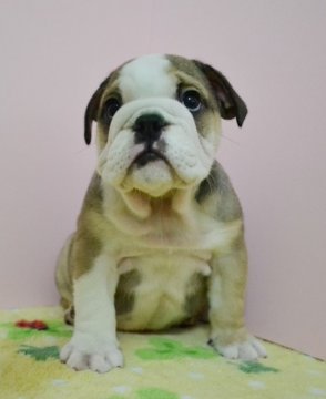 ブルドッグ【愛媛県・男の子・2014年5月15日・フォーン&ホワイト】の写真「英国ライン、どっしり体型の男の子」
