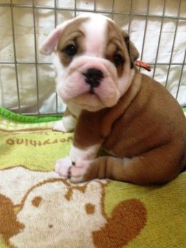 ブルドッグ【愛媛県・女の子・2014年5月5日・レッド&ホワイト】の写真「英国ライン、愛らしい顔立ちの女の子！！」