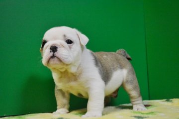 ブルドッグ【愛媛県・男の子・2014年6月6日・フォーン&ホワイト】の写真「母犬チャンピオン、愛嬌たっぷり、おちゃめな男の子！」