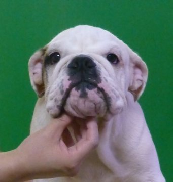 ブルドッグ【愛媛県・男の子・2014年4月30日・レッド&ホワイト】の写真「英国ライン、がっしり体型の男の子！」