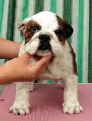 ブルドッグ【愛媛県・男の子・2014年4月1日・ブリンドル&ホワイト】の写真「がっしり骨太、英国ラインの男の子」