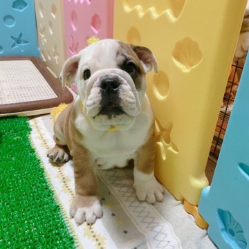 ブルドッグ【愛媛県・男の子・2023年12月7日・レッド&ホワイト】の写真「英国系、キラキラお目目が可愛い男の子！」