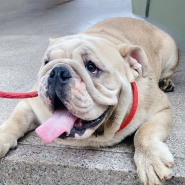ブルドッグ【愛媛県・男の子・2023年12月7日・フォーン&ホワイト】の写真「英国系、大きな頭のがっしり体型の男の子！」