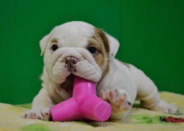 ブルドッグ【愛媛県・男の子・2014年6月6日・ホワイト&レッド】の写真「英国ライン、とっても可愛い顔立ちの男の子」