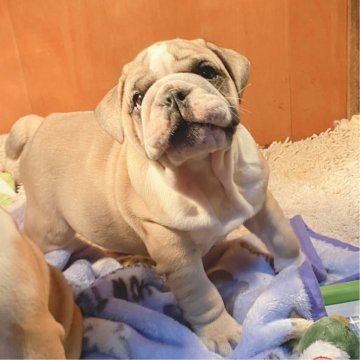 ブルドッグ【愛媛県・男の子・2023年12月7日・フォーン&ホワイト】の写真「英国系、キリっとしたお顔の男の子！」