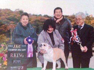 ブルドッグ【愛媛県・男の子・2014年5月15日・フォーン&ホワイト】の写真「英国ライン、ずんぐりむっくり～可愛い男の子！」