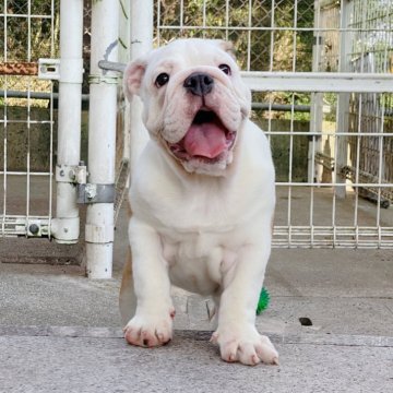 ブルドッグ【愛媛県・女の子・2024年4月20日・レッド&ホワイト】の写真「英国ライン、愛らしい顔立ちの女の子！」