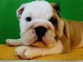 ブルドッグ【愛媛県・男の子・2016年1月13日・レッド&ホワイト】の写真1