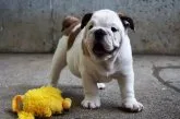 ブルドッグ【愛媛県・女の子・2017年6月1日・レッド&ホワイト】の写真2