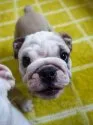 ブルドッグ【愛媛県・男の子・2019年4月27日・フォーン&ホワイト】の写真2