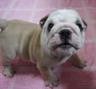 ブルドッグ【愛媛県・男の子・2019年4月27日・フォーン&ホワイト】の写真4