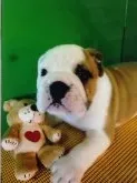 ブルドッグ【愛媛県・男の子・2016年1月13日・レッド&ホワイト】の写真5