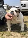 ブルドッグ【愛媛県・女の子・2018年5月7日・ホワイト&レッド】の写真5「母犬：インターチャンピオン直娘」