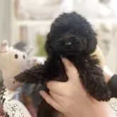 タイニープードル