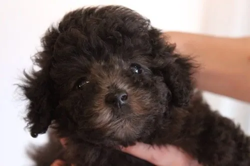 ID:1410-00585の子犬