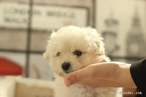ID:1804-00549の子犬