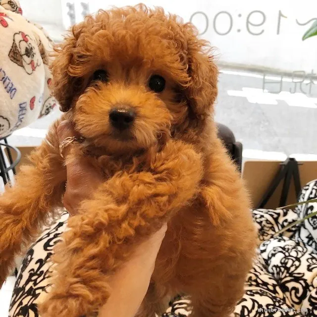 ID:1906-01495の子犬