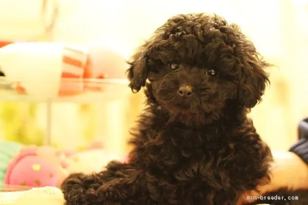 ID:2012-02659の子犬