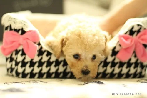 T.M 様のお迎えした子犬