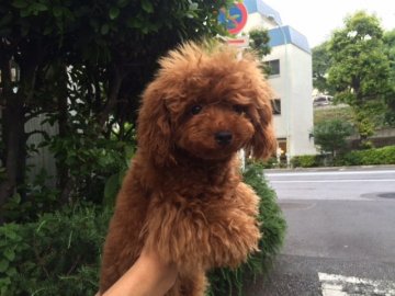 トイプードル(タイニー)【東京都・女の子・2014年11月4日・レッド しっかりしたティー～タイニーサイズちゃん】の写真「お値下げしました!しっかりしたタイニーちゃん」